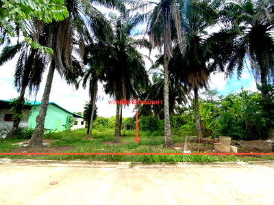 Land for sale Songkhla : LAND for sale  Padangbesa Sadao Songkhla