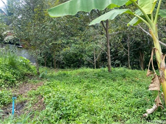 picture LAND for sale  Thap Chang Na Thawi Songkhla - 2/14