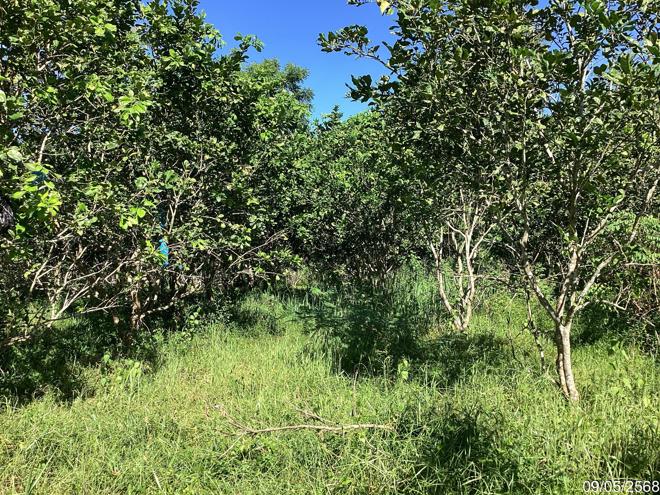 รูป ที่ดินว่างเปล่า สำหรับขาย - ทุ่งขมิ้น นาหม่อม สงขลา - รูปที่ 9/24