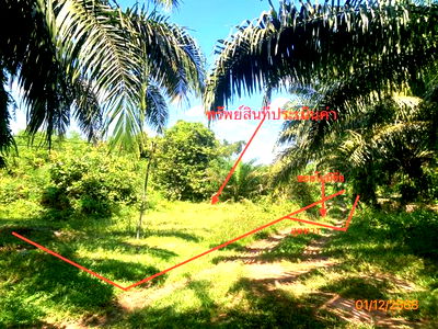 Land for sale Surat Thani : LAND for sale  Sai Sopha Prasaeng Surat Thani