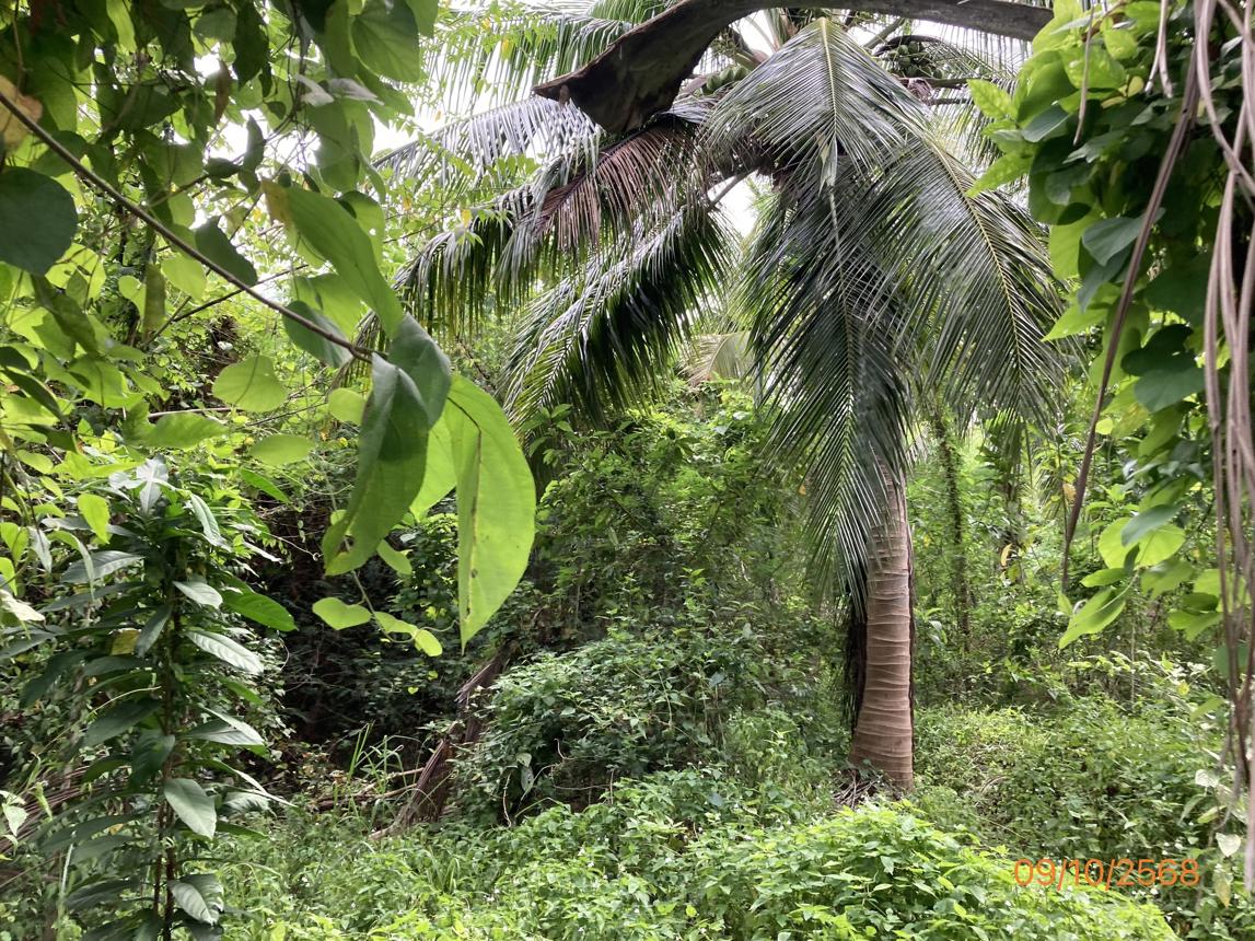 picture LAND for sale  Don Sak Don Sak Surat Thani - 29/36