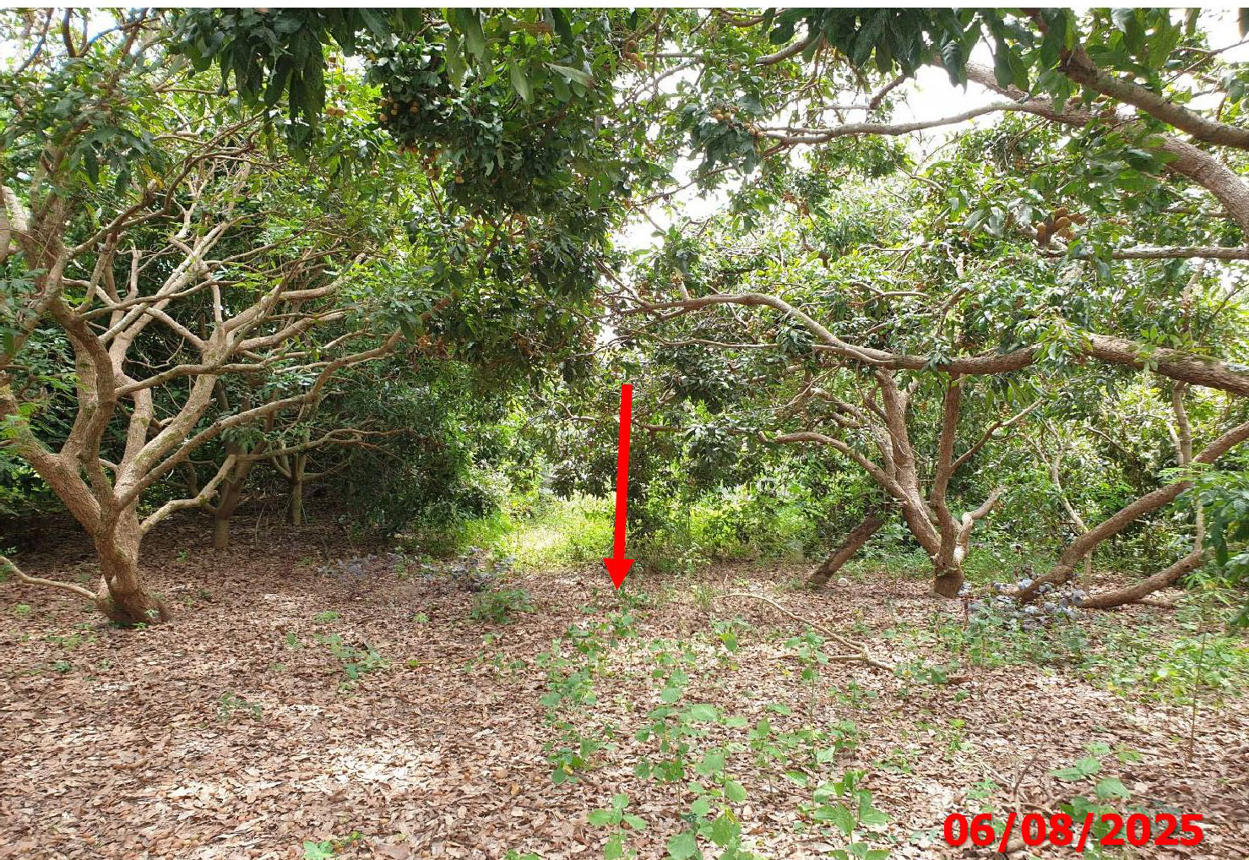 รูป ที่ดินว่างเปล่า สำหรับขาย - หนองยวง เวียงหนองล่อง ลำพูน - รูปที่ 8/12