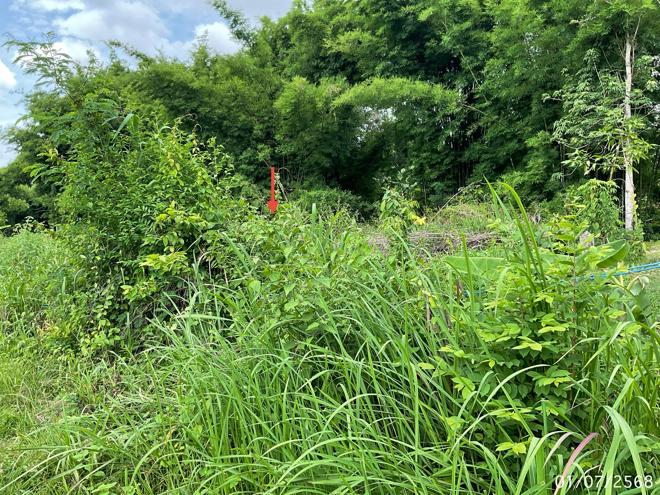 รูป ที่ดินว่างเปล่า สำหรับขาย - สารภี โพธิ์ไทร อุบลราชธานี - รูปที่ 3/20