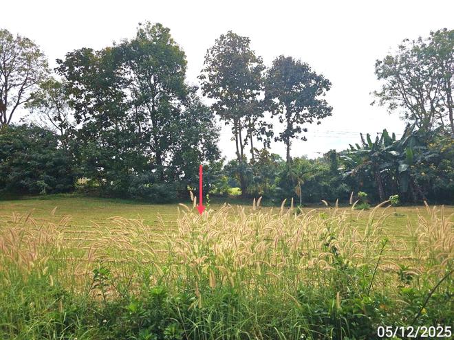 รูป ที่ดินว่างเปล่า สำหรับขาย เขาค้อไฮแลนด์ แคมป์สน เขาค้อ เพชรบูรณ์ - รูปที่ 6/16