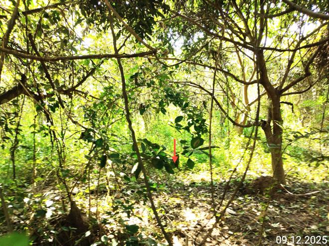 รูป ที่ดินว่างเปล่า สำหรับขาย - ชัยจุมพล ลับแล อุตรดิตถ์ - รูปที่ 3/14