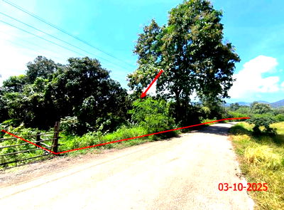 Land for sale Li Lamphun : LAND for sale  Pa Phai Li Lamphun