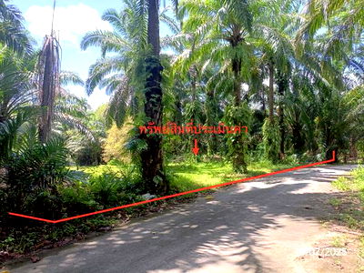 ที่ดิน วังวิเศษ ตรัง : ที่ดินว่างเปล่า สำหรับขาย - วังมะปรางเหนือ วังวิเศษ ตรัง