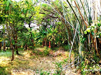 ที่ดิน เลย : ที่ดินว่างเปล่า สำหรับขาย - เชียงคาน เชียงคาน เลย