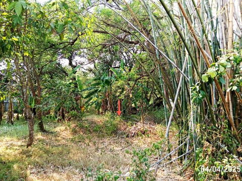 ที่ดินว่างเปล่า สำหรับขาย - เชียงคาน เชียงคาน เลย