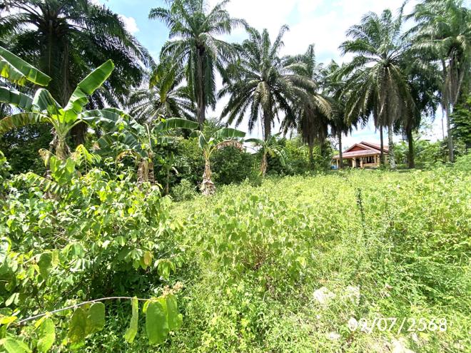 รูป ที่ดินว่างเปล่า สำหรับขาย - ปาดังเบซาร์ สะเดา สงขลา - รูปที่ 7/24