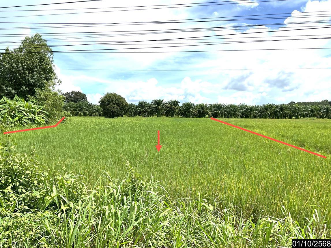 รูป ที่ดินว่างเปล่า สำหรับขาย - ดงบัง บึงโขงหลง บึงกาฬ - รูปที่ 7/16