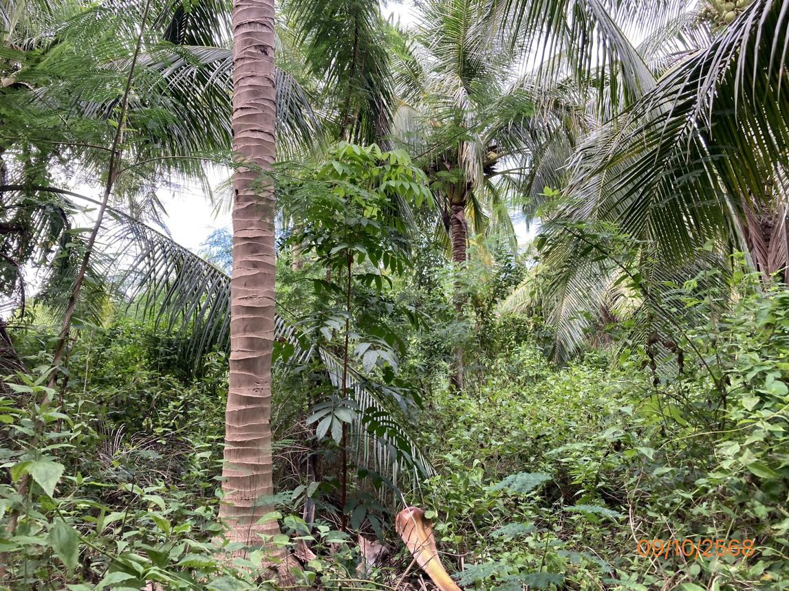 picture LAND for sale  Don Sak Don Sak Surat Thani - 30/36