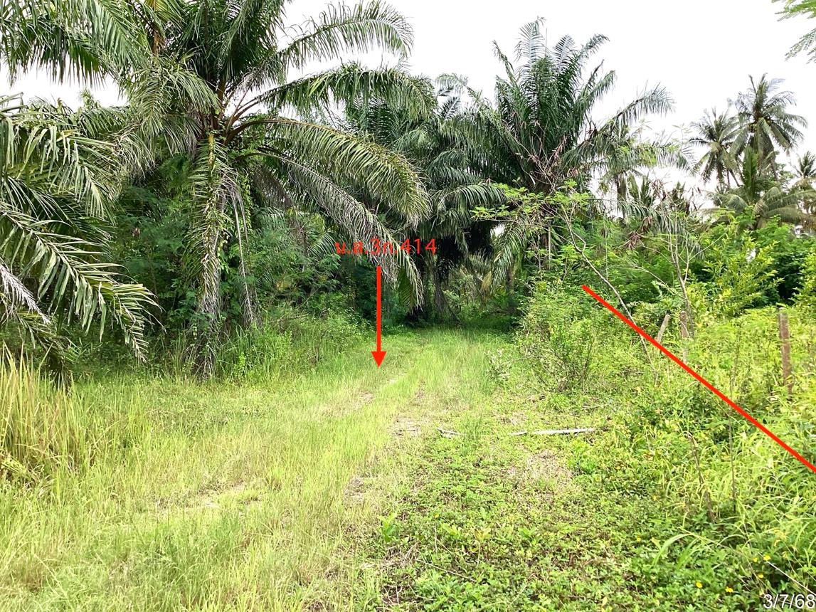 รูป ที่ดินว่างเปล่า สำหรับขาย - พงศ์ประศาสน์ บางสะพาน ประจวบคีรีขันธ์ - รูปที่ 26/32