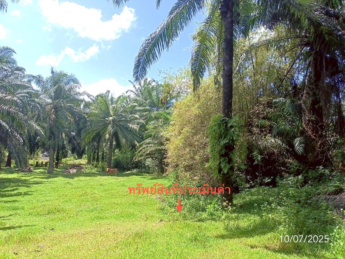 รูป ที่ดินว่างเปล่า สำหรับขาย - วังมะปรางเหนือ วังวิเศษ ตรัง - รูปที่ 13/18