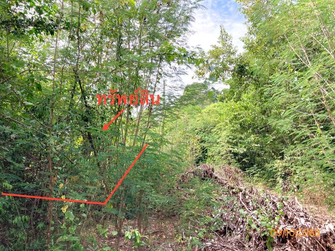 รูป ที่ดินว่างเปล่า สำหรับขาย - ดอนสัก ดอนสัก สุราษฎร์ธานี - รูปที่ 4/18