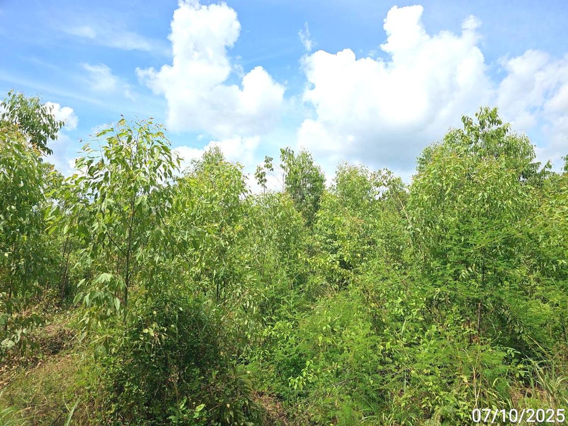 รูป ที่ดินว่างเปล่า สำหรับขาย - กองทูล หนองไผ่ เพชรบูรณ์ - รูปที่ 14/20