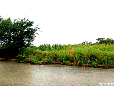 ที่ดิน ปากช่อง โคราช : ที่ดินว่างเปล่า สำหรับขาย ภูริพิมาน ปากช่อง ปากช่อง นครราชสีมา