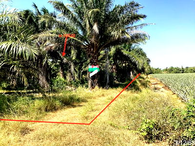 Land for sale Muang Prachaubkirikhan Prachaubkirikhan : LAND for sale  Bo Nok Muang Prachaubkirikhan Prachaubkirikhan