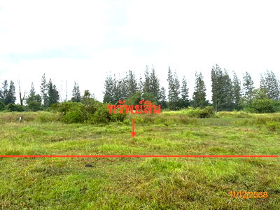 Land for sale Surat Thani : LAND for sale  Tha Thong Mai Kanchanadit Surat Thani