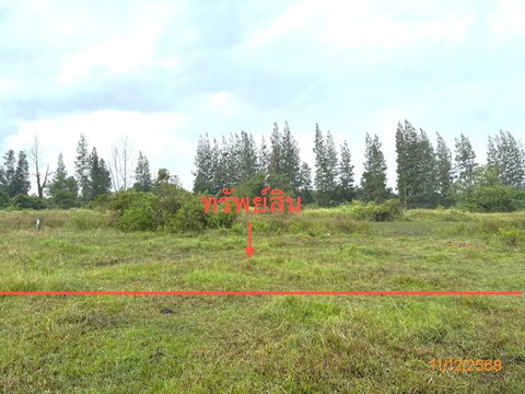 LAND 50.6 Sq.w. Kanchanadit Surat Thani for 304,000