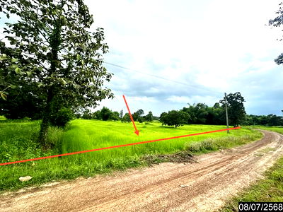 ที่ดินว่างเปล่า สำหรับขาย - คำครั่ง เดชอุดม อุบลราชธานี