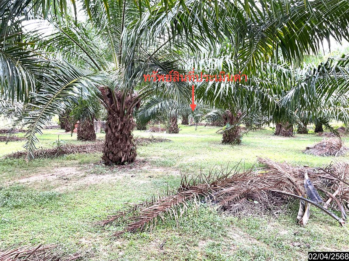 รูป ที่ดินว่างเปล่า สำหรับขาย - ฉวาง ฉวาง นครศรีธรรมราช - รูปที่ 11/18