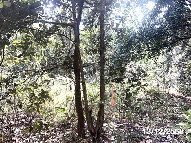 picture LAND for sale  Pho Sri Phibun Mangsahan Ubon Ratchathani - 6/24