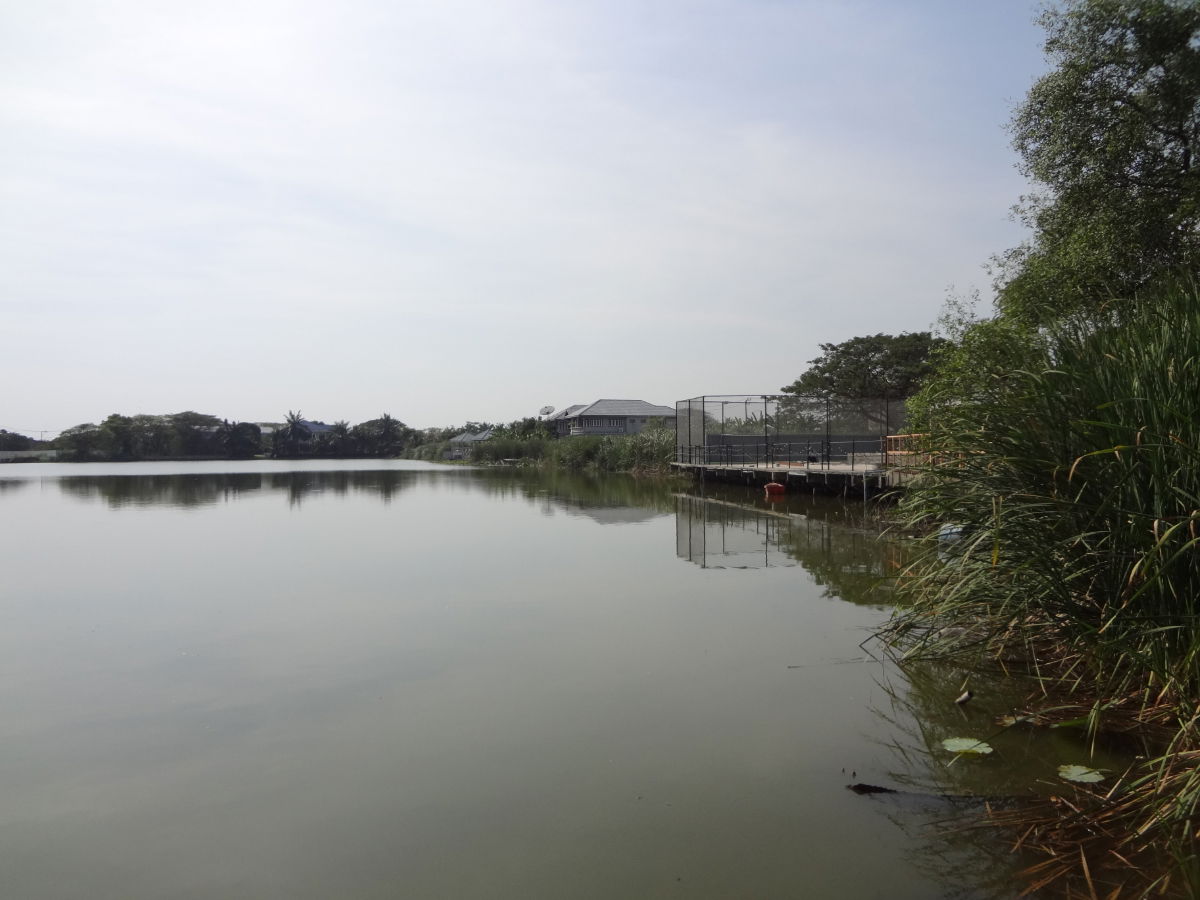 รูป ที่ดินถนนสุวินทวงศ์-คุ้มเกล้ามีนบุรี หมู่บ้านศุภลัยเลค1พื้นที่336ตารางวาแถมบ้าน1หลัง ปลอดโปร่งไม่มีบ้านตรงข้ามหลังติดเลคใหญ่ สวยอยู่ต้นโครงการรร่มรื่น - รูปที่ 5/12