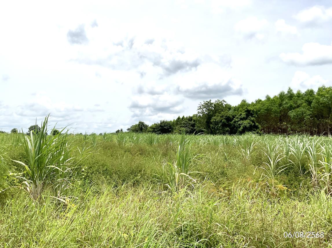 รูป ที่ดินว่างเปล่า สำหรับขาย - ป่าไร่ อรัญประเทศ สระแก้ว - รูปที่ 10/14