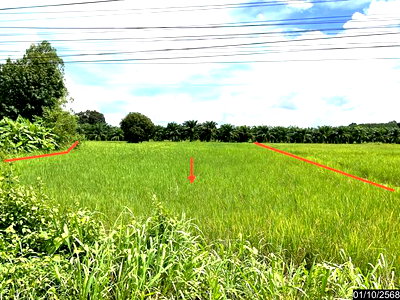 ขายที่ดิน : ที่ดินว่างเปล่า 1071 ตร.วา บึงโขงหลง บึงกาฬ 3.4M