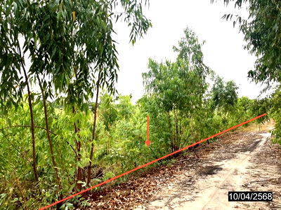 Land for sale Roi Et : LAND for sale  Thung Si Muang Suwannaphum Roi Et