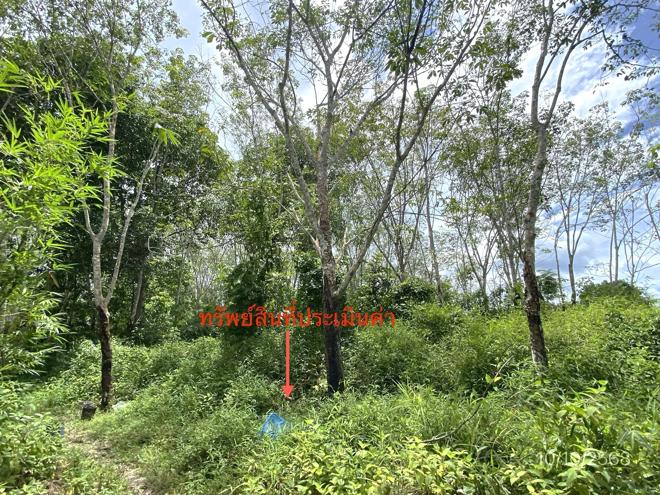 รูป ที่ดินว่างเปล่า สำหรับขาย - ละอาย ฉวาง นครศรีธรรมราช - รูปที่ 4/20