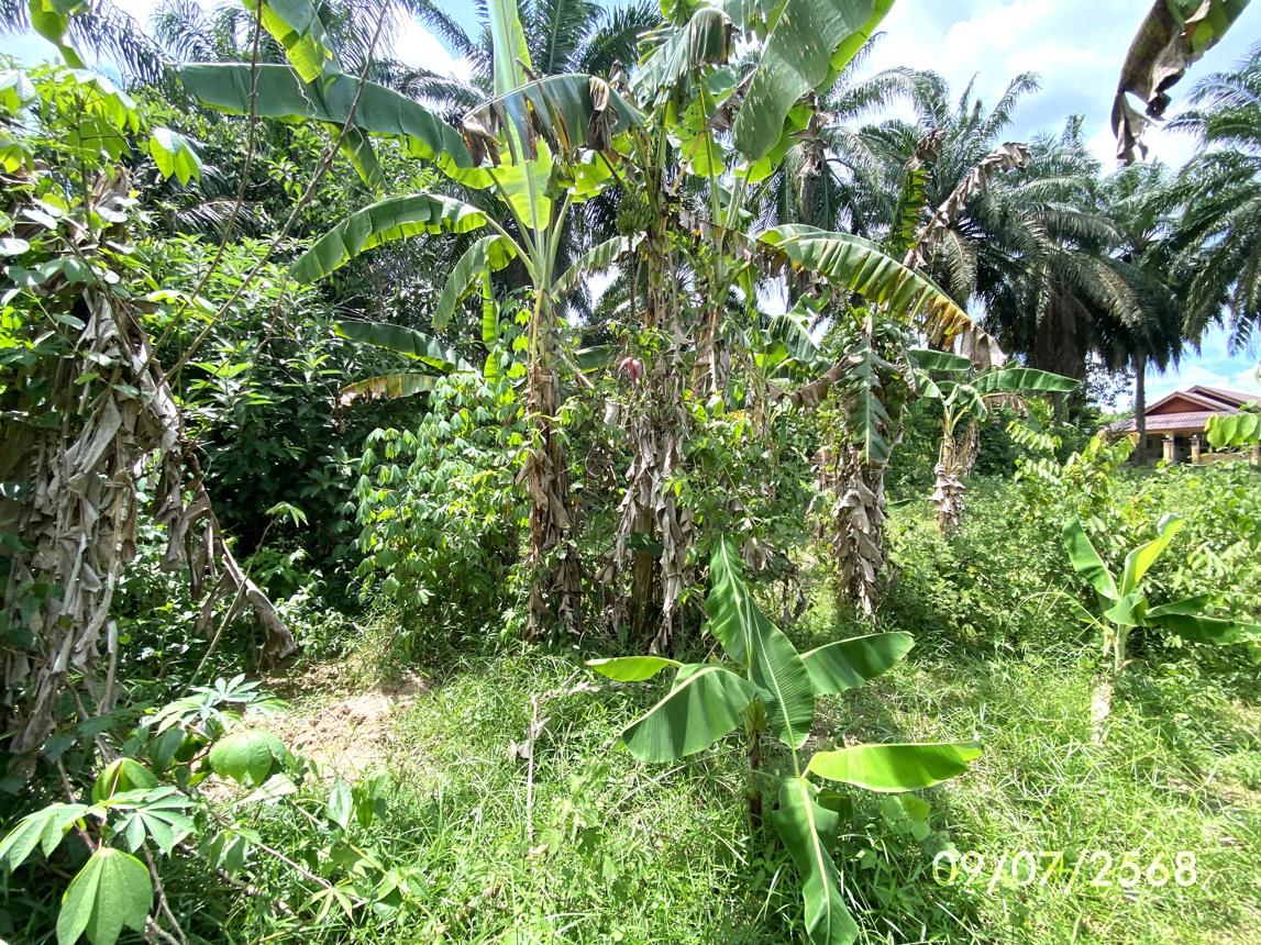 รูป ที่ดินว่างเปล่า สำหรับขาย - ปาดังเบซาร์ สะเดา สงขลา - รูปที่ 16/24