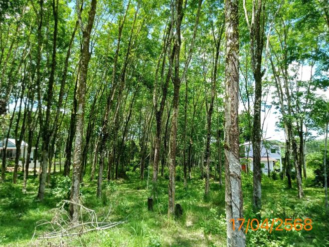 picture LAND for sale  Ko Yao Noi Ko Yao Phangnga - 4/20