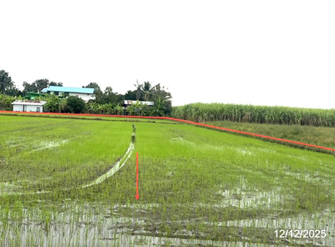 picture LAND for sale  Wang Yang Khlong Khlung Kamphaeng Phet - 6/16