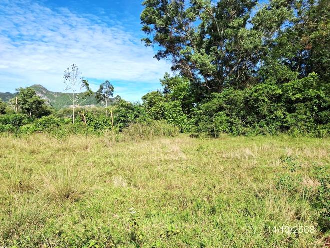 รูป ที่ดินว่างเปล่า สำหรับขาย - แพรกหา ควนขนุน พัทลุง - รูปที่ 6/24