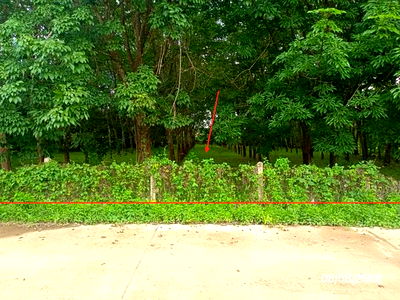 Land for sale Phu Sang Phayao : LAND for sale  Pasak Phu Sang Phayao