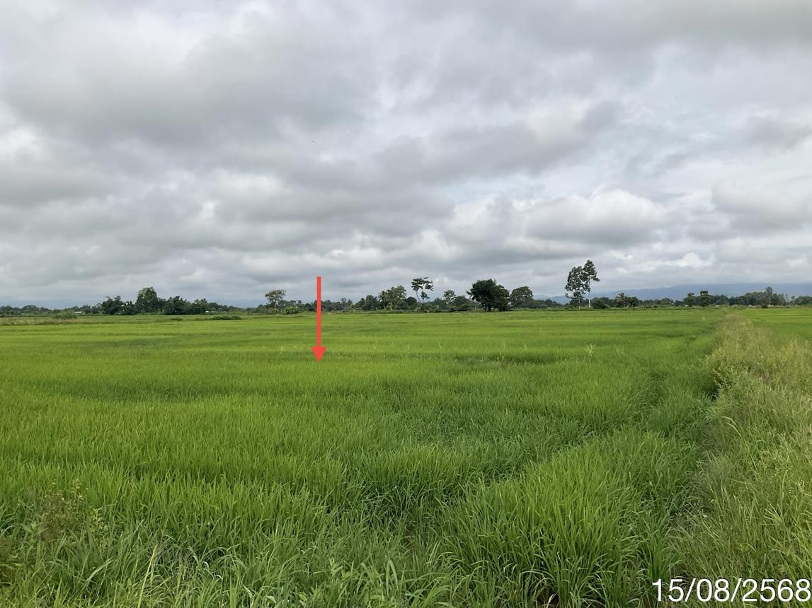 รูป ที่ดินว่างเปล่า สำหรับขาย - จันจว้าใต้ แม่จัน เชียงราย - รูปที่ 14/22