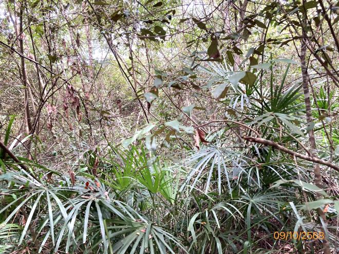 รูป ที่ดินว่างเปล่า สำหรับขาย - ดอนสัก ดอนสัก สุราษฎร์ธานี - รูปที่ 6/24