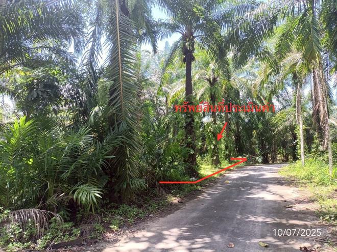 รูป ที่ดินว่างเปล่า สำหรับขาย - วังมะปรางเหนือ วังวิเศษ ตรัง - รูปที่ 3/18