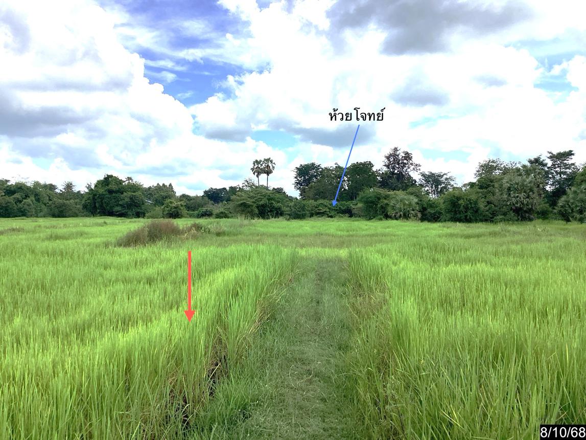 รูป ที่ดินว่างเปล่า สำหรับขาย - บัวใหญ่ บัวใหญ่ นครราชสีมา - รูปที่ 17/22