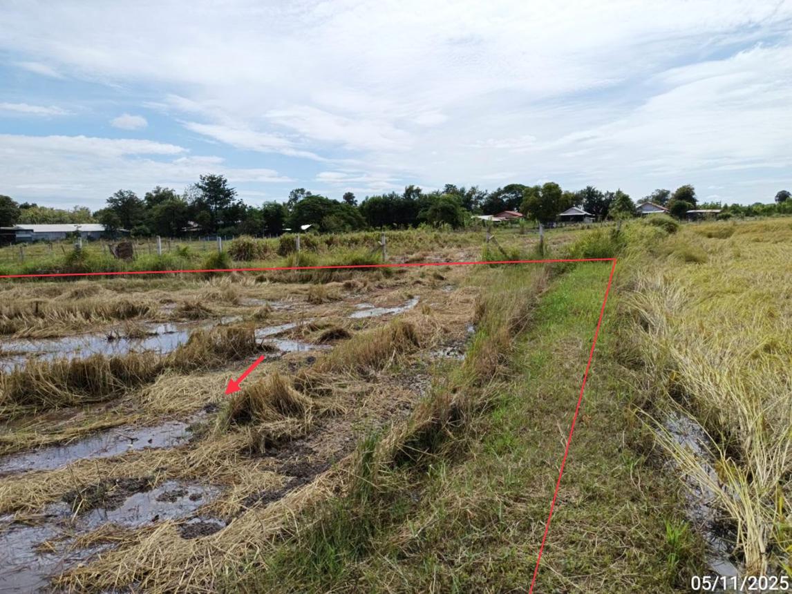 picture LAND for sale  Sakae Satuk Buri Ram - 17/24