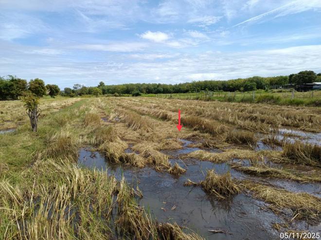 picture LAND for sale  Sakae Satuk Buri Ram - 9/24