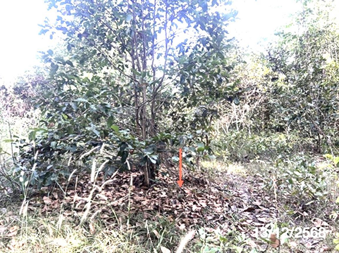 picture LAND for sale  Pho Sri Phibun Mangsahan Ubon Ratchathani - 15/24