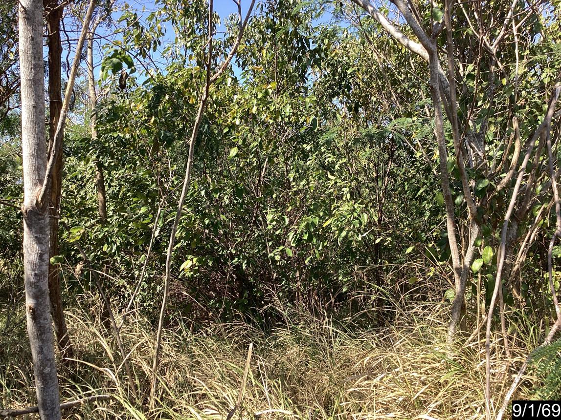 รูป ที่ดินว่างเปล่า สำหรับขาย ภูริพิมาน ปากช่อง ปากช่อง นครราชสีมา - รูปที่ 11/18