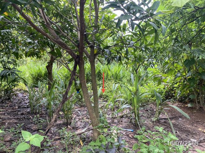 รูป ที่ดินว่างเปล่า สำหรับขาย - หนองกุงศรี หนองกุงศรี กาฬสินธุ์ - รูปที่ 4/16