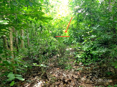 Land for sale Lamphang : LAND for sale  Lom Raet Thoen Lamphang