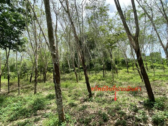 รูป ที่ดินว่างเปล่า สำหรับขาย - ละอาย ฉวาง นครศรีธรรมราช - รูปที่ 3/20