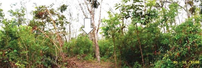 picture LAND for sale  Chakwua Raman Yala - 3/12