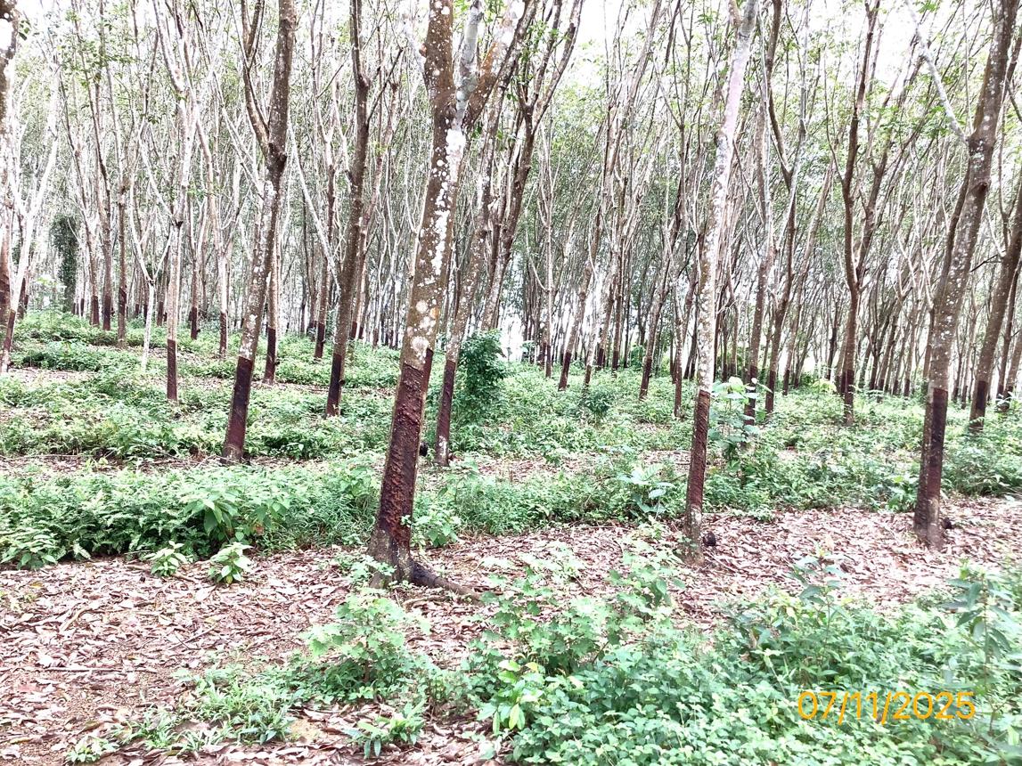 picture LAND for sale Laem Som Palian Trang - 19/24